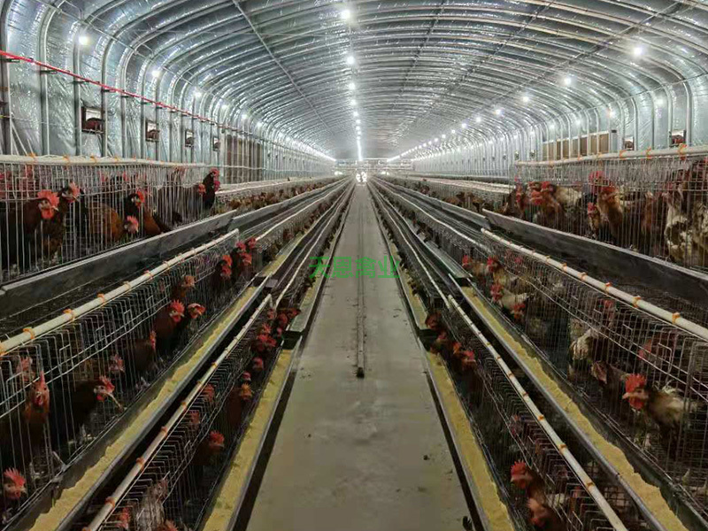 7号鸡舍一角