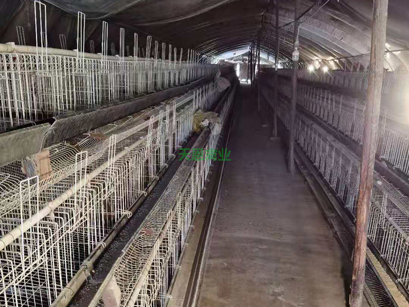 4号鸡舍一角