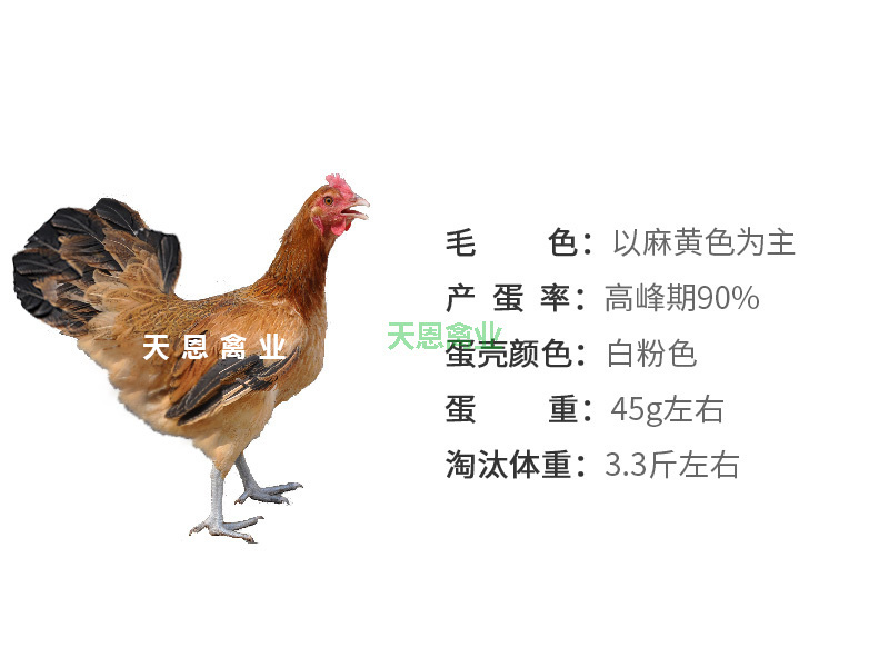 恩系土鸡五号母鸡