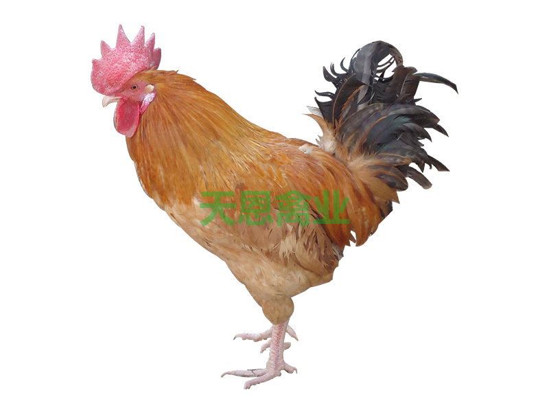 恩系土鸡五号