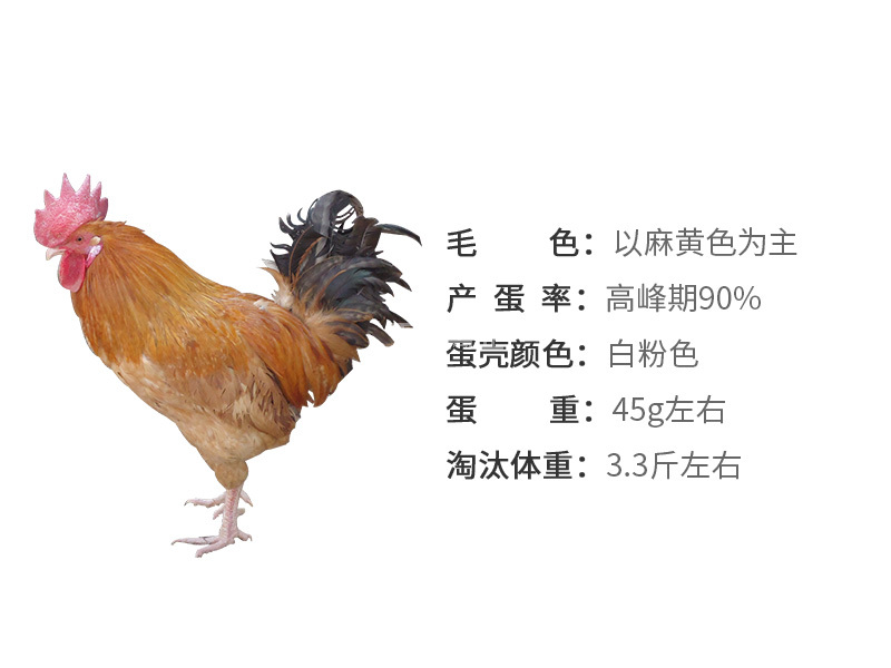 高产土鸡苗