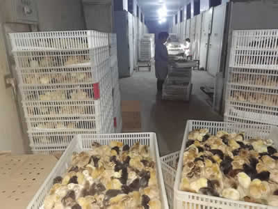 简单说说土鸡苗的养殖注意事项